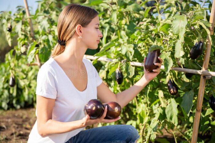 Patlıcan sapının şaşırtan faydası!..