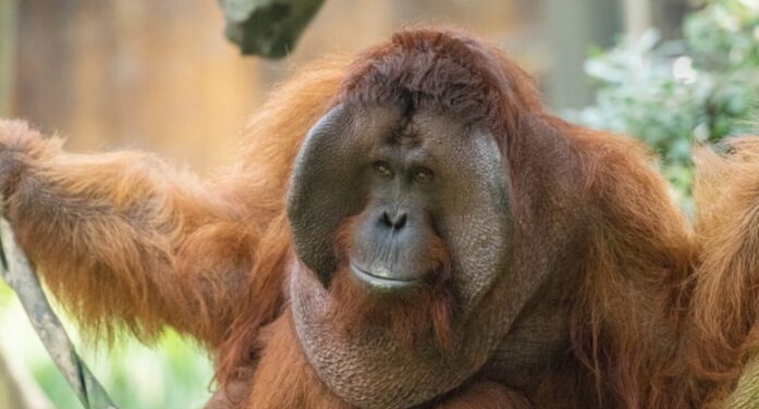Ticarette orangutan diplomasisi