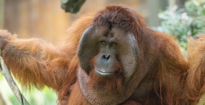 Ticarette orangutan diplomasisi