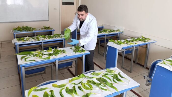 Hakkari soğanlarını kaçırmaya kalkışan İranlılara 1.1 milyon TL ceza
