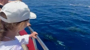 Alanya’da yunuslar tur teknesine eşlik etti Alanya’da yunuslar tur teknesine eşlik etti