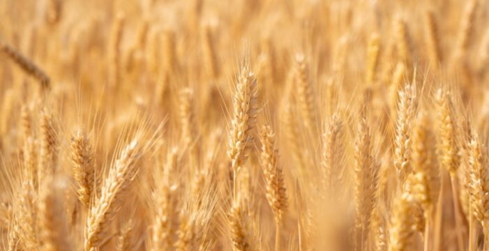 TZOB: Arpa ve buğday fiyatı revize edilmeli