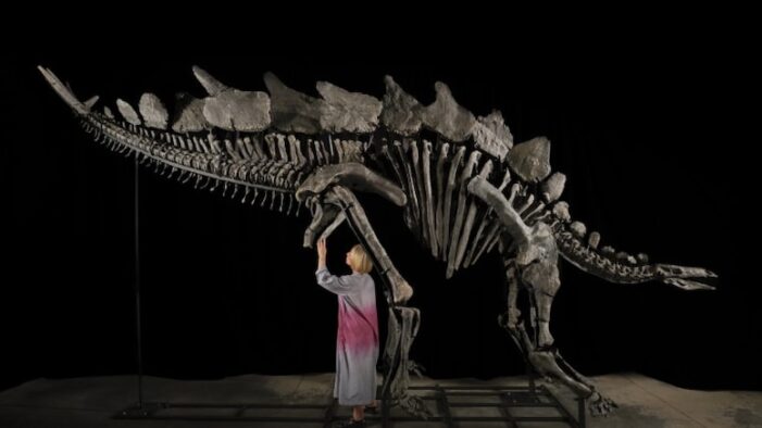 Dinozor fosili 44,6 milyon dolara satıldı