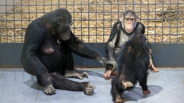 Bilimsel araştırma: Şempanzeler de sohbet ediyor