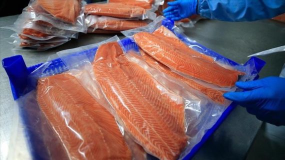 Doğu Karadeniz’in geçen ay Türk somonu ihracatı 3,9 milyon doları aştı