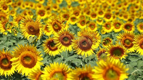 Trakya Birlik “Türkiye’de ayçiçek yağı sıkıntısı” olmadığını açıkladı