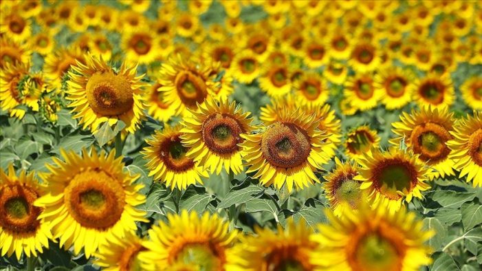 Trakya Birlik “Türkiye’de ayçiçek yağı sıkıntısı” olmadığını açıkladı