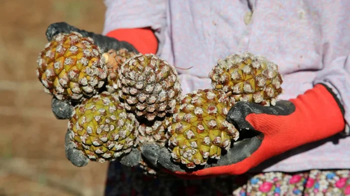 Aydın çam fıstığına AB’den coğrafi işaret tescili