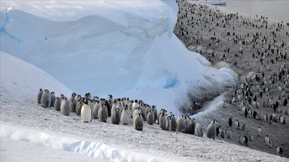 Antarktika’nın bir bölgesindeki imparator penguen nüfusu 15 yılda yüzde 22 azaldı Antarktika’nın bir bölgesindeki imparator penguen nüfusu 15 yılda yüzde 22 azaldı