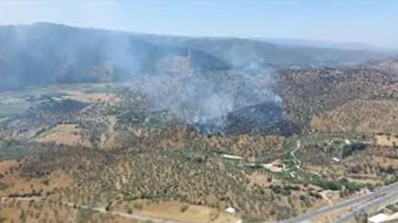 Aydın’da zeytinlikte çıkan yangın kontrol altına alındı