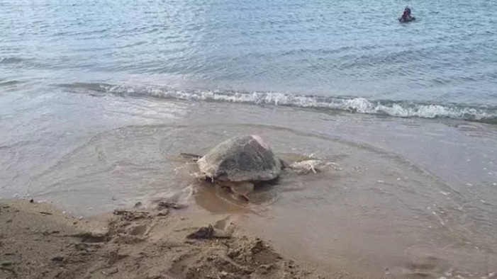 ‘Güzel İzmir’ isimli caretta carettanın sinyali Gazze’de kesildi