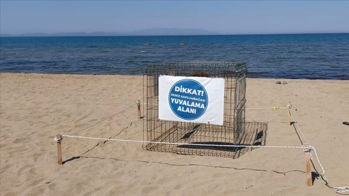 İzmir’de 57 caretta caretta yumurtası koruma altına alındı
