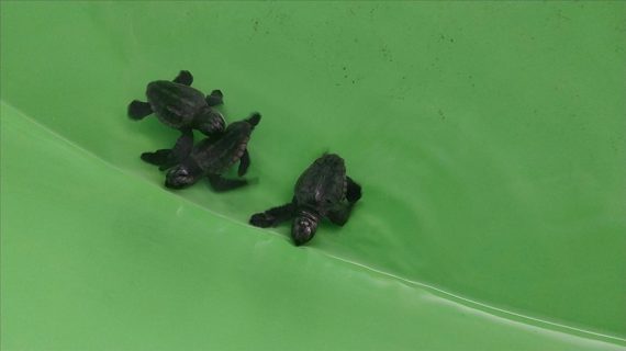 Muğla’daki İztuzu Sahili’nde 350 caretta caretta yavrusu denizle buluştu