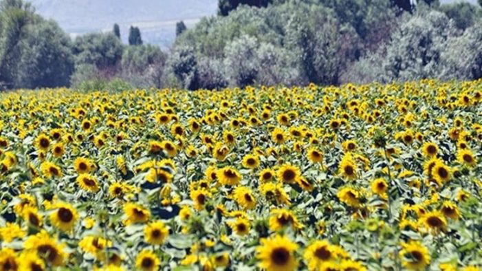 Ton başına 28 bin TL ödeme yapılacak