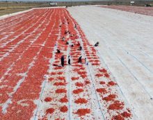 Kuraklık domatesi vurdu: Verim yüzde 20 düştü Kuraklık domatesi vurdu: Verim yüzde 20 düştü