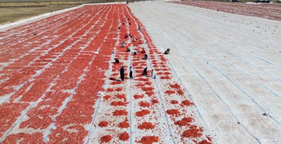 Kuraklık domatesi vurdu: Verim yüzde 20 düştü