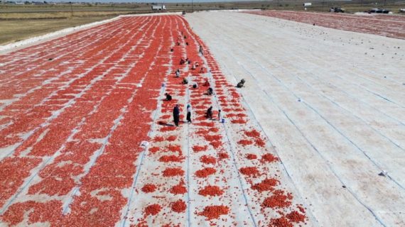 Kuraklık domatesi vurdu: Verim yüzde 20 düştü