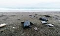 İztuzu’nda 30 bin caretta caretta yavrusu denizle buluştu