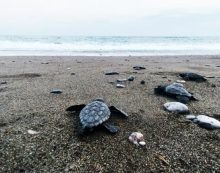 İztuzu’nda 30 bin caretta caretta yavrusu denizle buluştu İztuzu’nda 30 bin caretta caretta yavrusu denizle buluştu