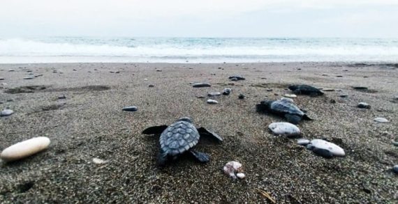 İztuzu’nda 30 bin caretta caretta yavrusu denizle buluştu İztuzu’nda 30 bin caretta caretta yavrusu denizle buluştu