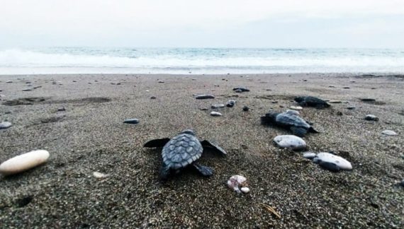 İztuzu’nda 30 bin caretta caretta yavrusu denizle buluştu
