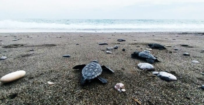 İztuzu’nda 30 bin caretta caretta yavrusu denizle buluştu