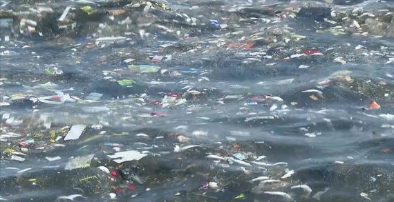 İzmir Körfezi’nde balık ölümleri sürüyor İzmir Körfezi’nde balık ölümleri sürüyor