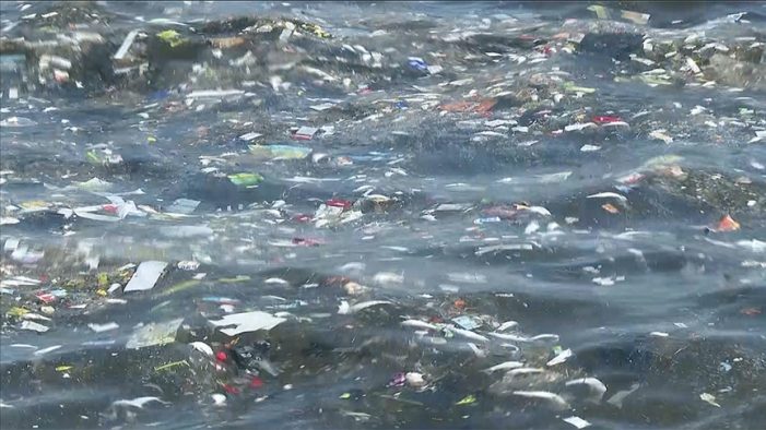 İzmir Körfezi’nde balık ölümleri sürüyor