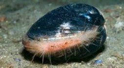 Bilim dünyasını sarsan keşif: 507 yıl yaşadı..