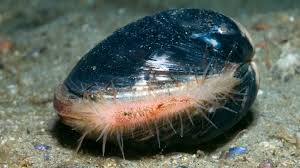 Bilim dünyasını sarsan keşif: 507 yıl yaşadı..