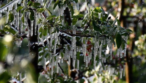Bakanlık’tan üreticilere zirai don uyarısı!..
