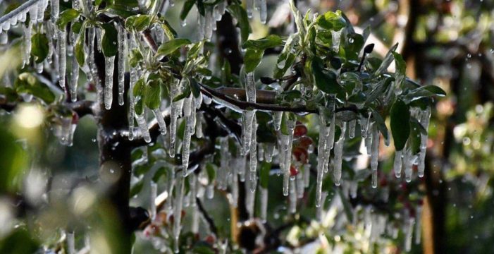 Bakanlık’tan üreticilere zirai don uyarısı!..