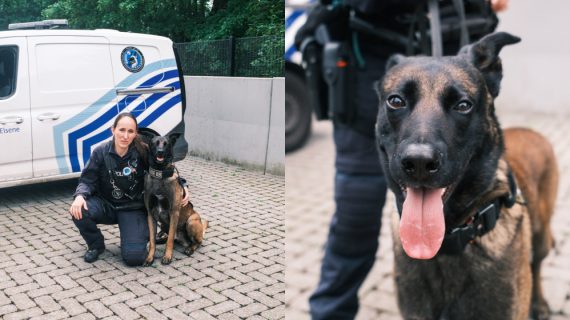 Brüksel Polisinin Yeni Kahramanı: Narkotik Köpeği Bob Göreve Başladı