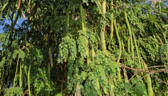 Mucize Ağaç “Moringa” Mikroplastikleri Temizliyor