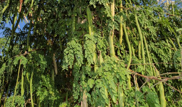 Mucize Ağaç “Moringa” Mikroplastikleri Temizliyor