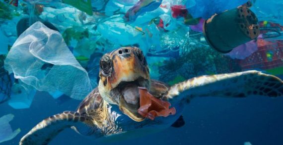 Plastik Kirliliğinde Devrim: Yaşayan Plastik Plastik Kirliliğinde Devrim: Yaşayan Plastik