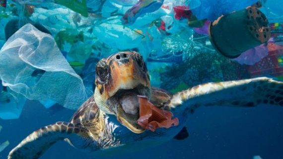 Plastik Kirliliğinde Devrim: Yaşayan Plastik