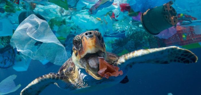 Plastik Kirliliğinde Devrim: Yaşayan Plastik