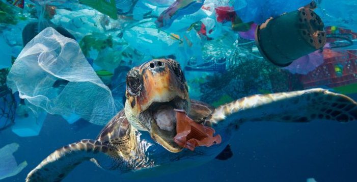 Plastik Kirliliğinde Devrim: Yaşayan Plastik