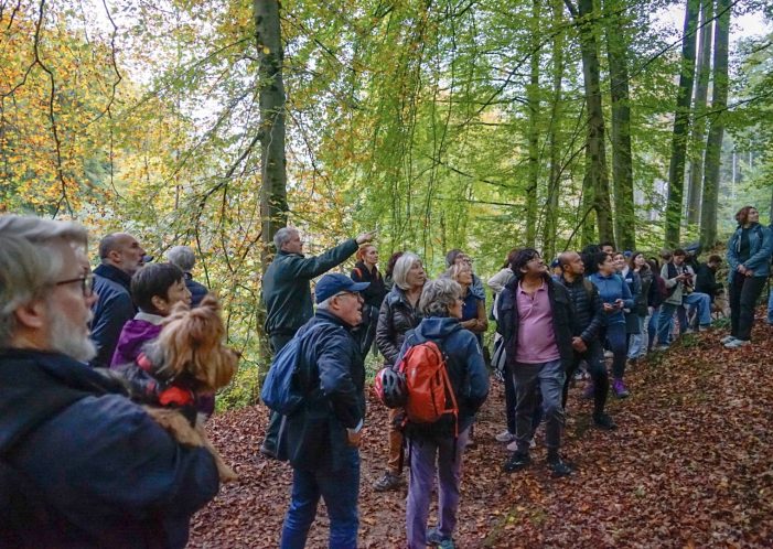 Soignes Ormanı Günleri Başlıyor