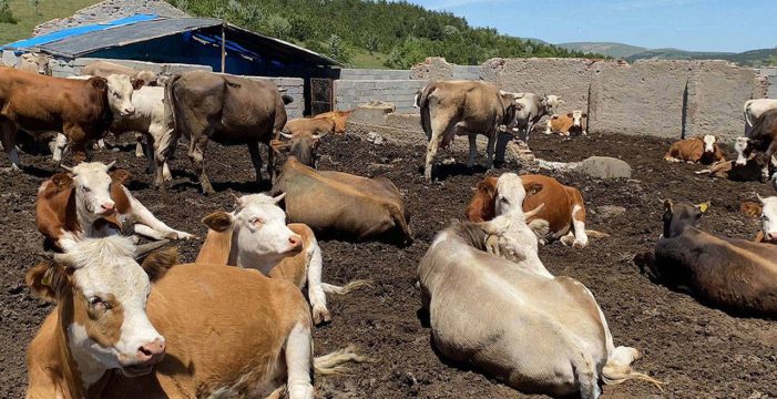 Şap hastalığı alarmı: 17 mahalle karantinaya alındı!