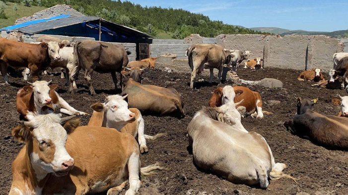 Şap hastalığı alarmı: 17 mahalle karantinaya alındı!