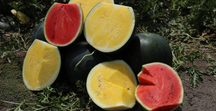 Kabuğu yeşil, içi sarı karpuzu görenler hayrete düşüyor.. Kabuğu yeşil, içi sarı karpuzu görenler hayrete düşüyor..