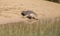 Türkiye’nin Nil kaplumbağaları ‘kırmızı liste’de: ‘Çok ciddi tehdit altında’