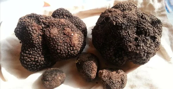 Toprağın 20 santimetre altından 22 tonluk servet çıkarıldı.. Toprağın 20 santimetre altından 22 tonluk servet çıkarıldı..