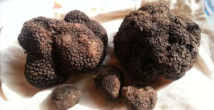 Toprağın 20 santimetre altından 22 tonluk servet çıkarıldı..